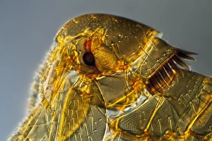 Light Microscopy Images Imprime: Mouse flea, light micrograph