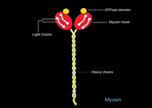 Impresiones de La estructura de miocina. Artefacto informático que muestra la estructura de la miocina II, un motor molecular responsable del contraimiento muscular Imágenes fechadas en junio de 2011: Estructura de miocina, arte