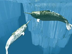 Impresiones de Los narvalas (Monodon monoceros), arte de computadora. Estos raros mamíferos marinos son una de las tres especies de ballenas que pasan toda su vida en el Ártico Imágenes de noviembre de 2004: Narwhals