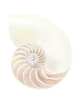 Nautilus Shell Imprime: Nautilus shell