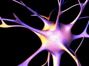 Neuroscience Computer Graphics Imprime: Nerve cell, computer artwork