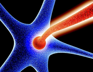 Axon Process Explanation Imprime: Nerve cell synapse, computer artwork