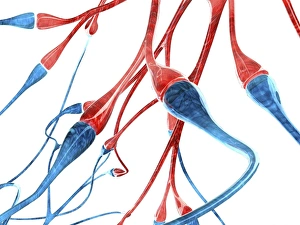 Central Nervous System Anatomy Imprime: Nerve cell synapses, computer artwork