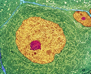 Impresiones de Célula nerviosa. Micrografia de transmisión electrónico coloreada del cuerpo celular en sección cruzada. La célula tiene un núcleo grande (amarillo) y una nucleóla interna (roja) Imágenes fechadas en enero de 2007: Célula nerviosa, TEM