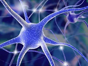 Nerve Cells Imprime: Nerve cells, computer artwork