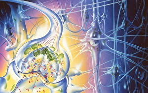 Impresiones de La sinapsis: ilustración de una espinilla nerviosa (a la izquierda), el punto donde se unen dos células nerviosas Imágenes fechadas en 1999: Conexión nerviosa sináptica