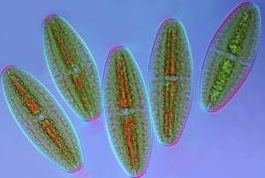 Polarised Light Microscopy Imprime: Netrium desmids, light micrograph