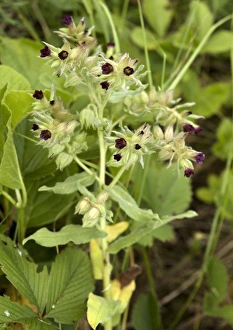 Wild Orchids Europe Imprime: Nonea pulla