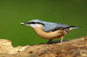 Dorset Wildlife Imprime: Nuthatch