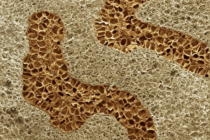 Myristica Fragrans Imprime: Nutmeg, SEM