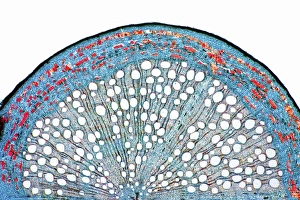 Impresiones de Raíz de roble. Micrografia ligera de una sección a través de un tallo secundario del árbol de roble (Quercus sp.) Imágenes fechadas en enero de 2012: Raíz de roble, micrografía ligera