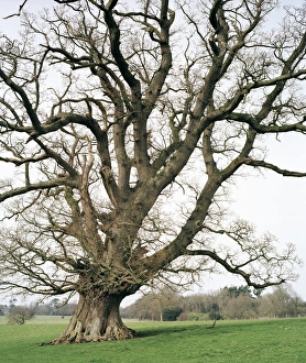 Oak Tree Images Imprime: Oak tree