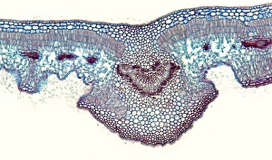 Impresiones de Hoja de oleandro. Micrografía ligera de una sección a través del tallo de la hoja de un árbol de oléander (Nerium oleander), mostrando sus estomas hundidos (gaps, centro izquierda y derecha) Imágenes fechadas en enero de 2012: Hoja de oleandro, micrografía a luz baja