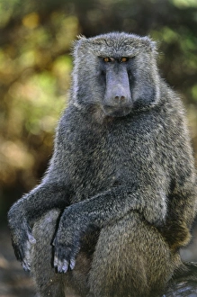 Papio Anubis Imprime: Olive baboon