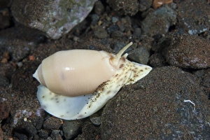 Impresiones de Caracol de concha de aceituna (Oliva spp.) se desplaza a lo largo del fondo marino. Tomado en Tulamben, Bali, Indonesia Imágenes de junio de 2006: Caracol de aceituna