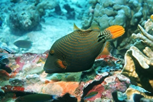 Impresiones de Pez de gusano con línea naranja (Balistapus undulatus) alimentándose de coral. Tomado en el Mar de las Andamán, Tailandia Imágenes fechadas en septiembre de 2004: Pez de gusano con líneas naranja