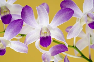 Unique Plant Species Imprime: Orchids