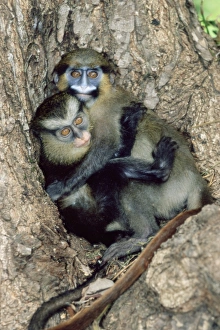 African Primate Conservation Imprime: Orphaned guenons