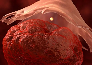 Human Body Biology Imprime: Ovulation, artwork