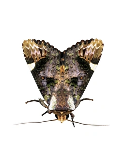 Owlet Moth Imprime: Owlet moth