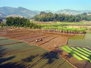Rice Cultivation Process Imprime: Paddy fields
