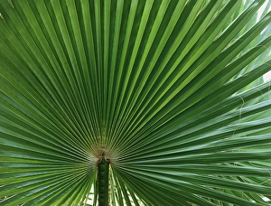 Green Palm Leaves Imprime: Palm leaf