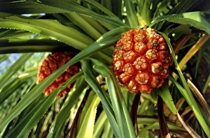 Tropical Palm Tree Imprime: Pandanus fruit