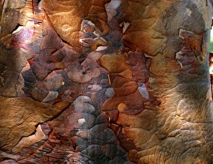 Tree Photography Imprime: Paperbark maple