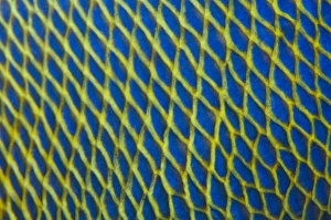Maldives Marine Life Imprime: Pattern detail of fish scales