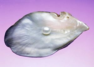Impresiones de Una perla en un conchillo. Las perlas son acumulaciones de nacre (carbonato de calcio) secretadas por ciertos mejillones y caracoles Imágenes de mayo de 2003: Perla en un concha