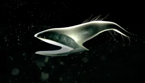 Deep Sea Fish Imprime: Pelican eel