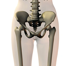 Human Body Skeletal System Imprime: Pelvis