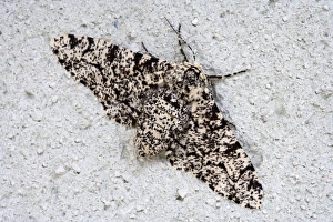 Camouflage In Nature Imprime: Peppered Moth