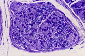 Nerve Cell Structure Imprime: Peripheral nerve, light micrograph