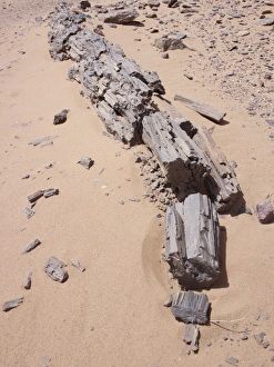 Petrified Tree Trunk Imprime: Petrified Tree trunk, Libya
