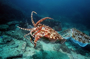 Impresiones de El faraón macho calamar cangrejo (Sepia pharaonis) levanta sus brazos y muestra la coloración de advertencia para repeler a otro macho (izquierda) Imágenes de agosto de 2007: Pulpo de faraón