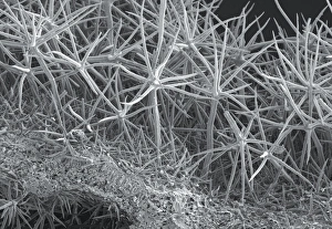 Imágenes fechadas el 25 de mayo de 2012: Hoja de Phlomis, SEM
