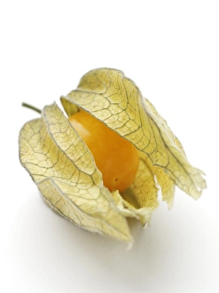 Physalis Fruit Imprime: Physalis