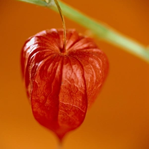 Physalis Fruit Imprime: Physalis fruit