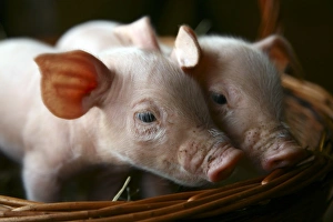Piglet Photography Imprime: Piglets