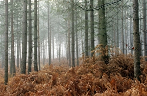 Misty Woodland Scene Imprime: Pine forest