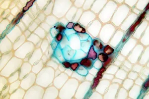 Impresiones de El tallo de pino. Micrografía ligera de una sección a través del tallo de un árbol de pino (Pinus sp.) que muestra el tejido xilemático. El xilema está compuesto por células tricocidas (rosa clara) Imágenes fechadas en 2012: Estuche de pino, micrografía ligera