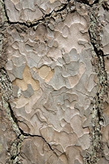 Pine Tree Bark Imprime: Pine tree bark