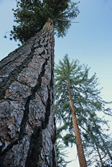 California Trees Imprime: Pine trees