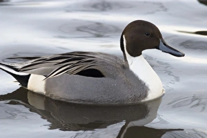 Pintail Duck Imprime: Pintail