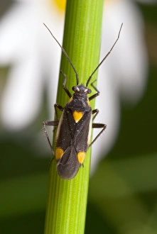 Insect Photography Poland Imprime: Plant bug