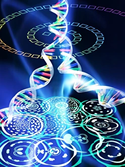 Deoxyribonucleic Acid (DNA) Imprime: Plant evolution