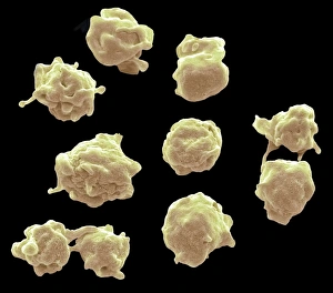 Blood Clot Formation Imprime: Platelets, SEM C016 / 3091