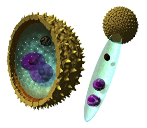 Pollen Grain Morphology Imprime: Pollen cell structures, artwork