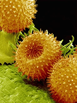 Pollen Grains Imprime: Pollination